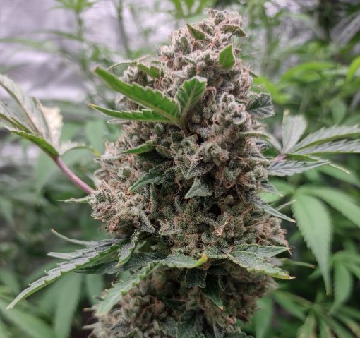 Lemon Daddy Autoflower Cannabis Plant