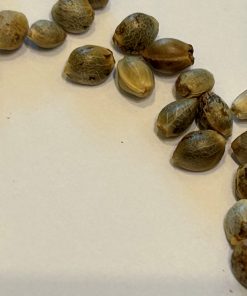 Lemon Daddy Autoflower Cannabis Seeds