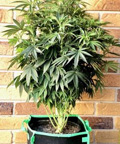 Lemon Skunk Autoflower Beginning Stages