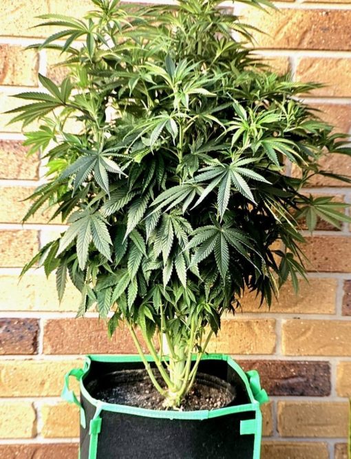 Lemon Skunk Autoflower Beginning Stages