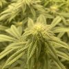 Lemon Skunk Autoflower Cannabis Plant