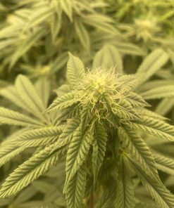 Lemon Skunk Autoflower Cannabis Plant