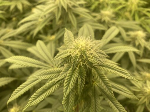 Lemon Skunk Autoflower Cannabis Plant