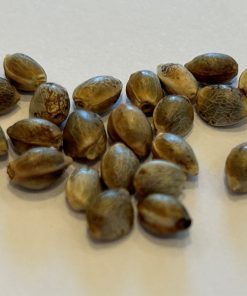 Lemon Skunk Autoflower Cannabis Seeds