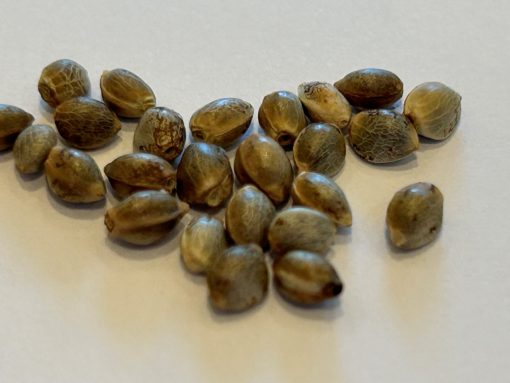 Lemon Skunk Autoflower Cannabis Seeds