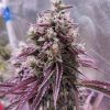 Mimosa Feminized Cannabis Grown Indoor