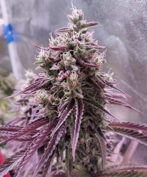 Mimosa Feminized Cannabis Grown Indoor
