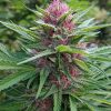 Panama Red Feminized Cannabis Image