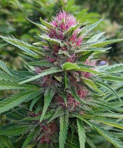 Panama Red Feminized Cannabis Image