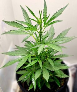 Purple Berry Autoflower Beginning Stages