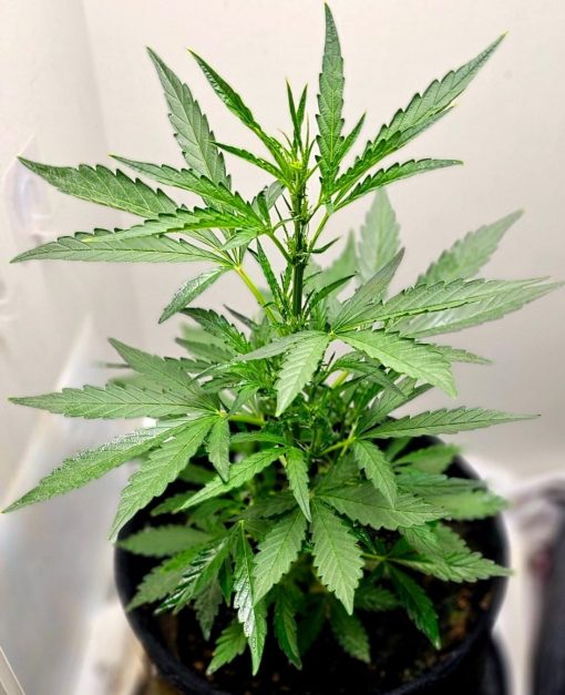 Purple Berry Autoflower Beginning Stages