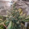 Purple Berry Autoflower Cannabis Plant