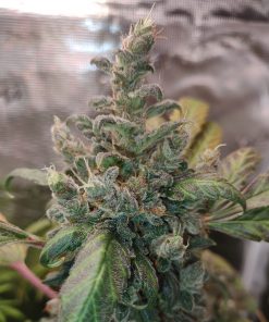 Purple Berry Autoflower Cannabis Plant
