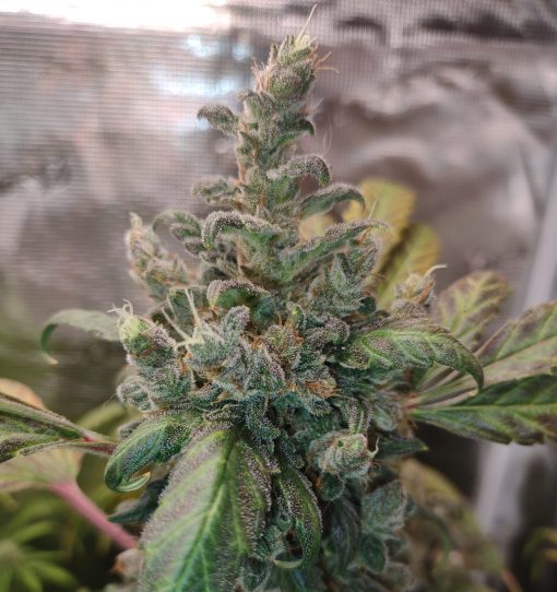 Purple Berry Autoflower Cannabis Plant