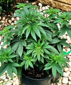 THC Bomb Autoflower Beginning Stages