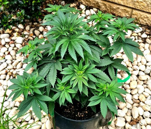 THC Bomb Autoflower Beginning Stages