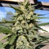 THC Bomb Autoflower Cannabis Plant