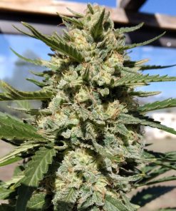 THC Bomb Autoflower Cannabis Plant