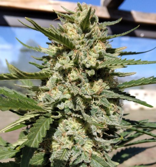 THC Bomb Autoflower Cannabis Plant
