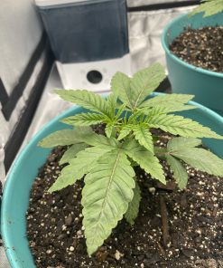 Black African Magic Teen Phase in Indoor Growing