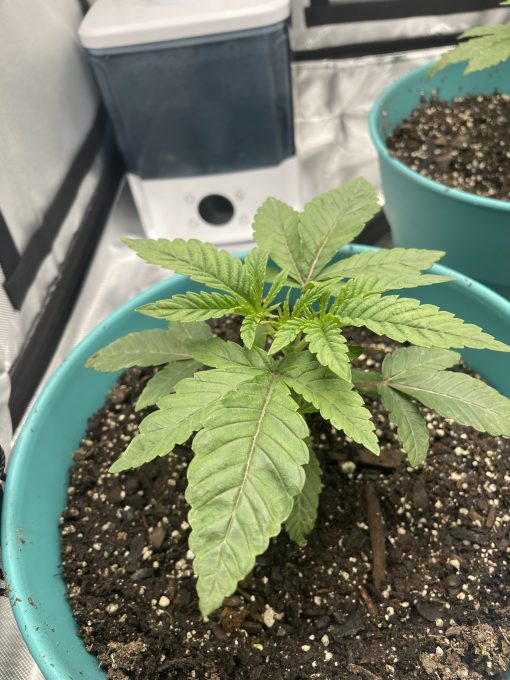 Black African Magic Teen Phase in Indoor Growing