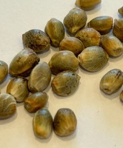 Pineapple Express Image of Seeds