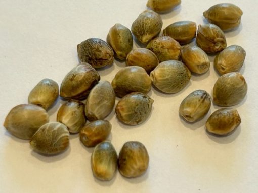 Pineapple Express Image of Seeds