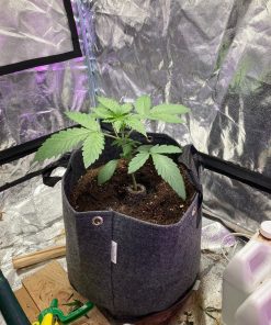 Blue Dream Teen Phase in Grow Room