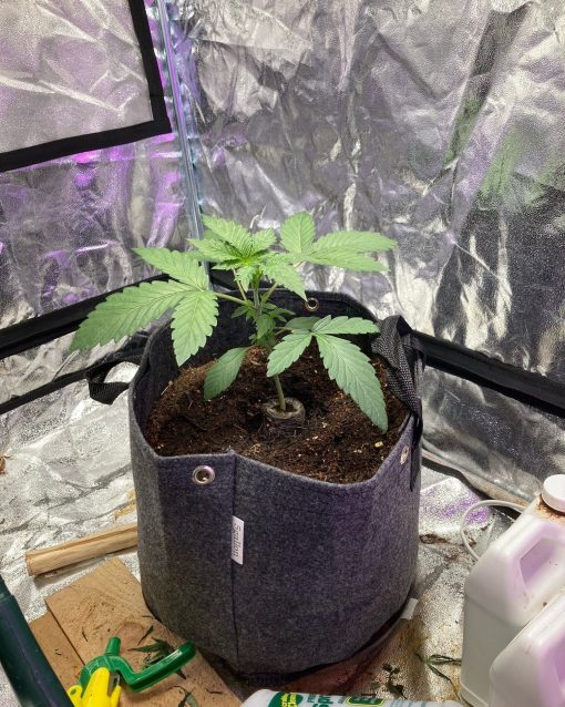 Blue Dream Teen Phase in Grow Room