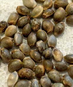 Granddaddy Purple Image of Seeds