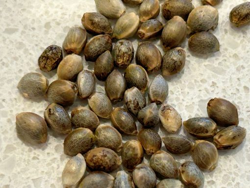 Granddaddy Purple Image of Seeds