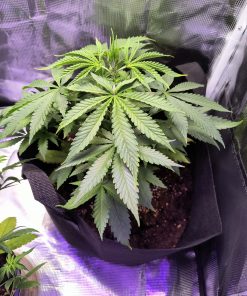 Granddaddy Purple Teen Image in Grow Room