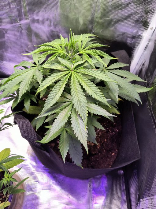 Granddaddy Purple Teen Image in Grow Room