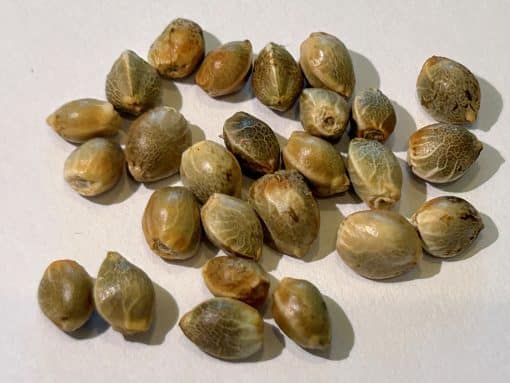 Panama Red Feminized Cannabis Seeds