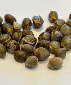 Zkittlez Image of Seeds