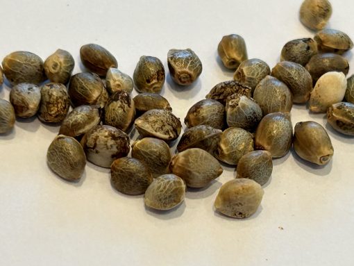 Zkittlez Image of Seeds