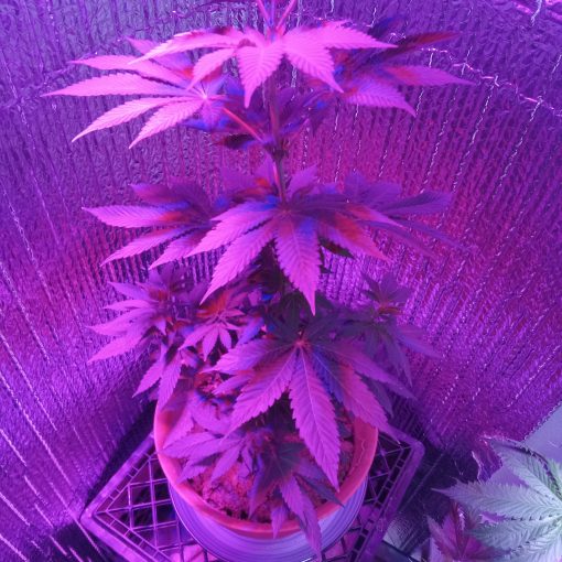 Zkittlez Teen Image in Grow Room