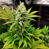 Green Crack Autoflower Cannabis Plant