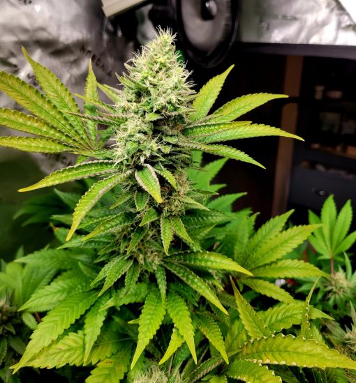 Green Crack Autoflower Cannabis Plant