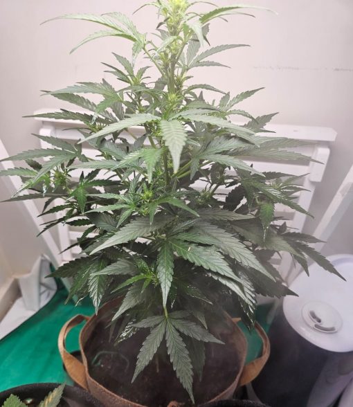 24K Gold Autoflower Before Flowering