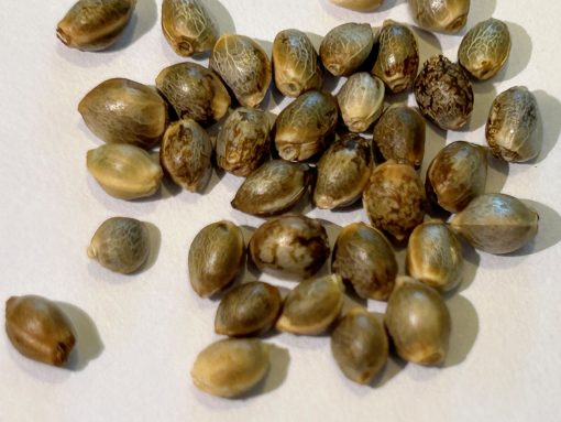 Amnesia Haze Autoflower Cannabis Seeds