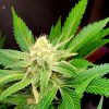 Amnesia Haze Autoflower Cannabis Strain