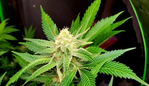 Amnesia Haze Autoflower Cannabis Strain
