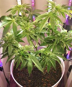 Bear Dance Autoflower Beginning Stages