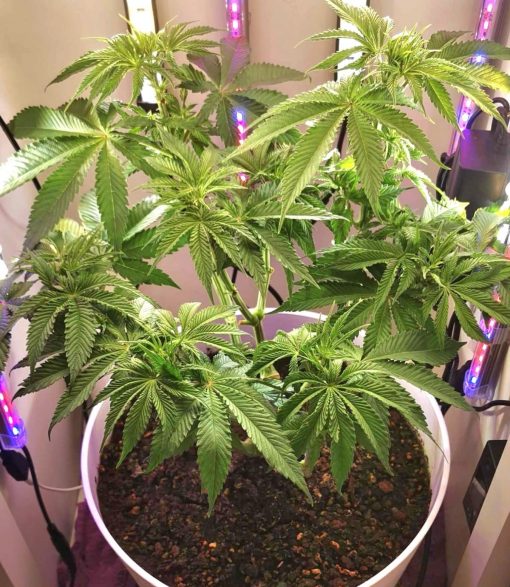 Bear Dance Autoflower Beginning Stages