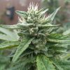 Bear Dance Autoflower Cannabis
