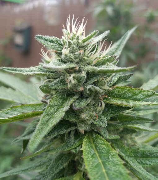 Bear Dance Autoflower Cannabis