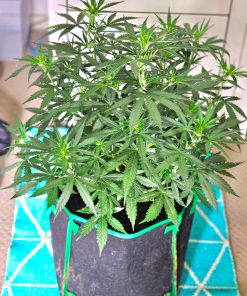 Candy Kush Autoflower Počáteční stádia