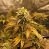Candy Kush Autoflower Cannabis Plant