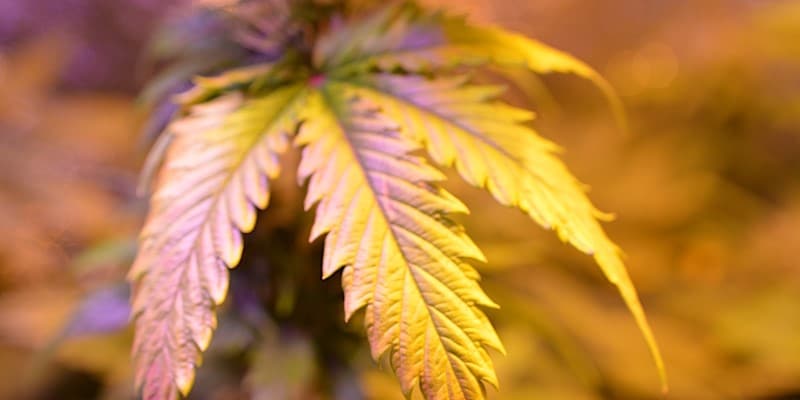 Causes and Solutions for Yellowing Cannabis Leaves